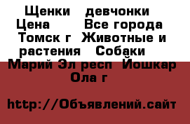 Щенки - девчонки › Цена ­ 2 - Все города, Томск г. Животные и растения » Собаки   . Марий Эл респ.,Йошкар-Ола г.